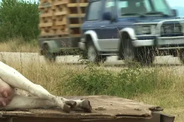 Smrtonosna bolest, osim za stoku, opasna je i za ljude! Capak: 'Uzimat će antibiotike...'