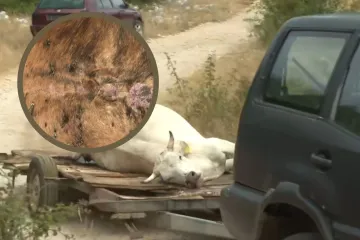 Bedrenica se još naziva i 'crni prišt': Kod ljudi može izazvati 3 oblika bolesti