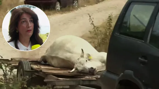 Epidemiologinja za RTL Danas o antraksu: 'Očekujemo da ćemo obraditi gro izloženih osoba...'