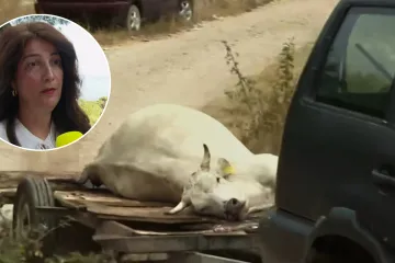 Epidemiologinja za RTL Danas o antraksu: 'Očekujemo da ćemo obraditi gro izloženih osoba...'
