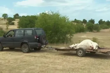Što je to bedrenica, antraks ili crni prišt?