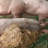 Za ovu bolest nema ni lijeka, ni cjepiva: 'Ako je jedna zaražena, sve svinje moraju biti eutanazirane'