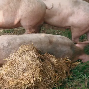 Za ovu bolest nema ni lijeka, ni cjepiva: 'Ako je jedna zaražena, sve svinje moraju biti eutanazirane'