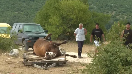 'To je ozbiljna prijetnja': Već 30 ljudi na terapiji zbog antraksa! 'Nažalost, bit će ih još'