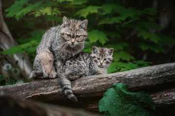 Dokaži se kao pravi poznavatelj mačaka i imaj barem pet točnih