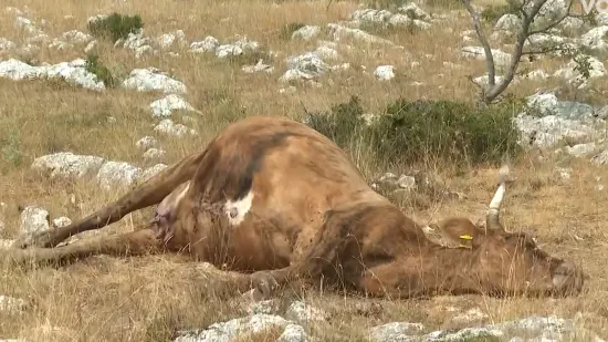 Cijepljenje stotina grla stoke na Svilaji, neki stočari odbijaju antibiotike: 'Ne smatram da je bedrenica'