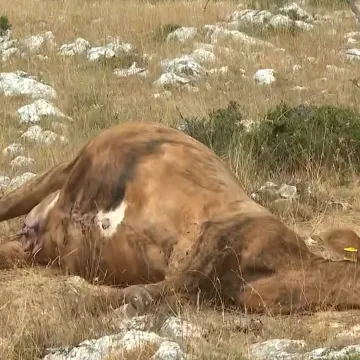 Cijepljenje stotina grla stoke na Svilaji, neki stočari odbijaju antibiotike: 'Ne smatram da je bedrenica'
