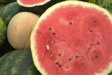 Isprobali smo lubenice iz Baranje i savršene su! Uz ove trikove izabrat ćete onu najbolju