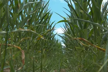Suša u Međimurju napravila štetu od 9 milijuna eura: Ovo je najviše stradalo