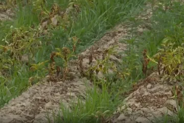Pogođeno više od 2.000 poljoprivrednika: Traže da im država pomogne u ublažavanju štete