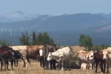 Nastavlja se cijepljenje u bedreničkom distriktu: 'Očekujemo još uginulih krava...'