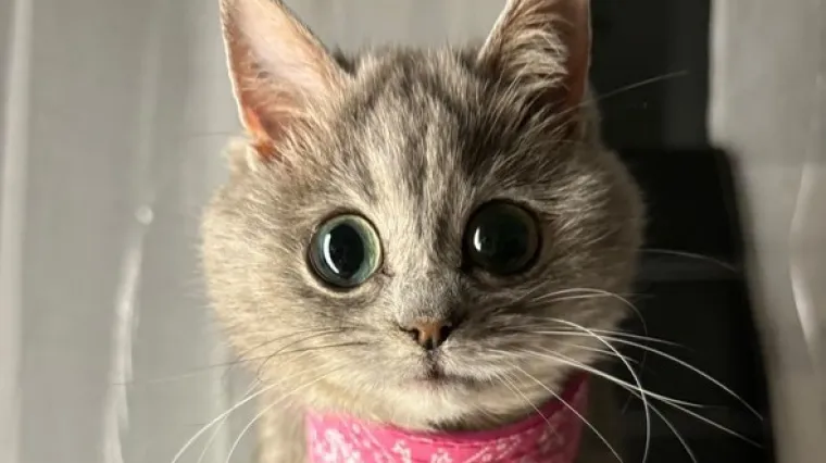 Ova maca ostat će zauvijek ovako mala i iz tog je razloga nova ljubimica interneta