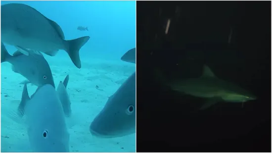 Što se krije ispod površine oceana? Snimke zastrašujuće kontraste: 'Tjeskoba me uhvatila'