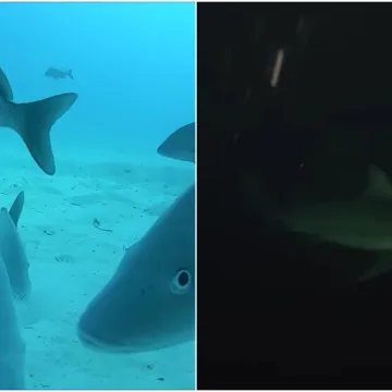 Što se krije ispod površine oceana? Snimke zastrašujuće kontraste: 'Tjeskoba me uhvatila'
