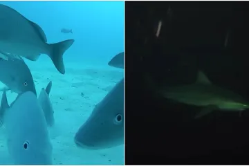 Što se krije ispod površine oceana? Snimke zastrašujućih kontrasta: 'Tjeskoba me uhvatila'
