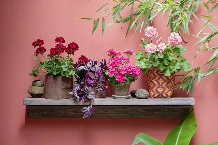 Kreativne viseće dekoracije s pelargonijama