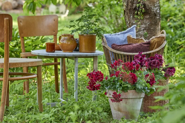 Bijeg u vrt ispunjen magičnim pelargonijama