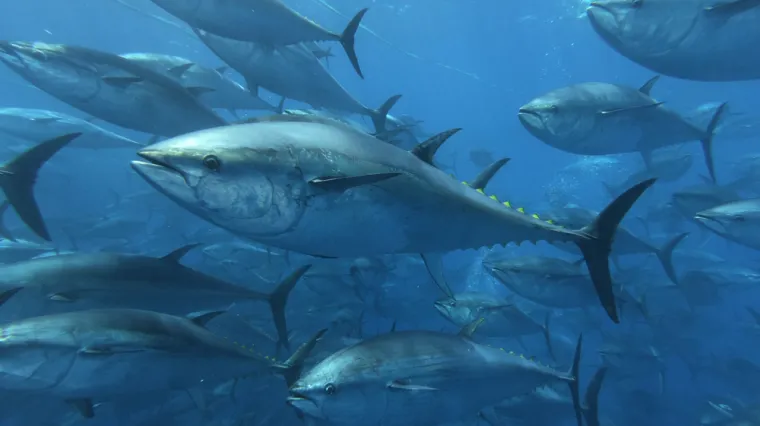 [KVIZ] Kakvo je tvoje znanje o morskim ribama?