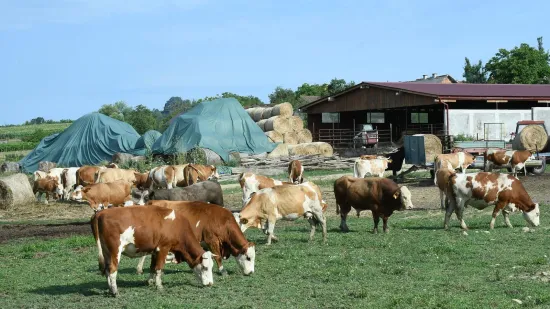 Evo koliko će eura stočari dobiti za stoku zaraženu bedrenicom: Isplate kreću od rujna