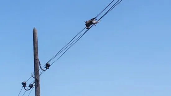 Ovo nema nigdje! Uzrok požara na Mljetu je... Ma bolje pogledajte sami