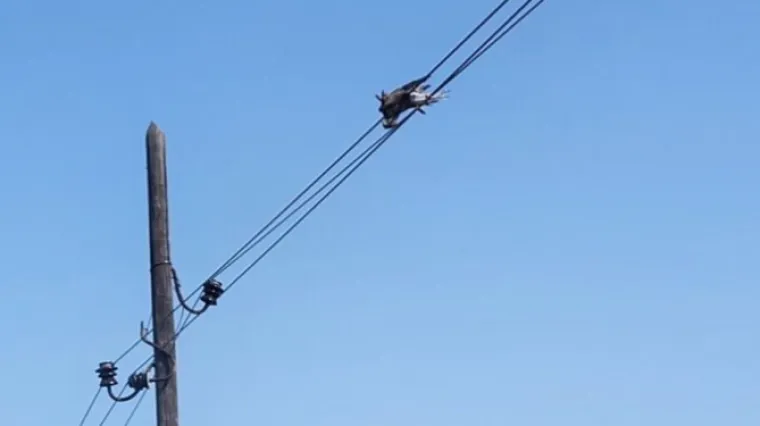 Ovo nema nigdje! Uzrok požara na Mljetu je... Ma bolje pogledajte sami
