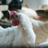 Slavonac silovao ovcu, kobilu i mrtvu kokoš, čeka ga apsurdna kazna