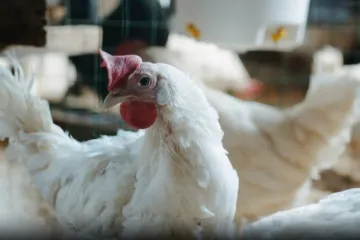 Slavonac silovao ovcu, kobilu i mrtvu kokoš, čeka ga apsurdna kazna