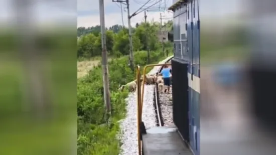 Koja je tajna sporih vlakova u Hrvatskoj: Kada pogledate snimku sve će vam biti jasno