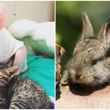 Ovo su najslađa i najčudnija prijateljstva koja ćete ikada vidjeti: Njihova ljubav će vas raznježiti