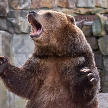 Strašan napad medvjeda odnio dvije žrtve: 'Prijavite ako ga vidite! I pošaljite fotografiju'