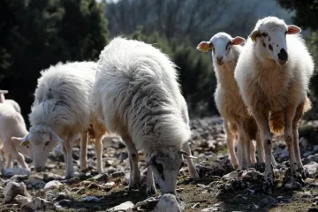 Stočari na mukama pojavila se nova bolest: Sutra će na teren izaći i ministar poljoprivrede