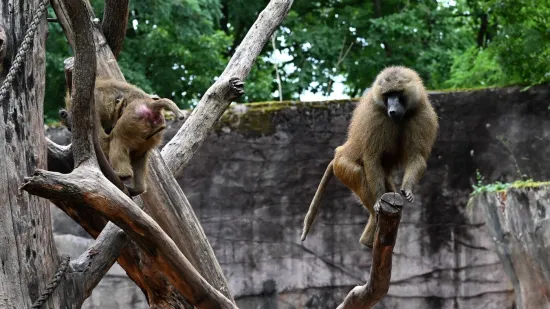 Njemački zoološki vrt ubio 12 pavijana zbog premalog kapaciteta: Iskoristit će ih kao hranu
