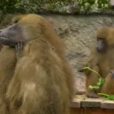 Ubili 12 zdravih pavijana: Kako je njemački zoološki vrt zgrozio cijeli svijet