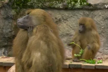 Ubili 12 zdravih pavijana: Kako je njemački zoološki vrt zgrozio cijeli svijet