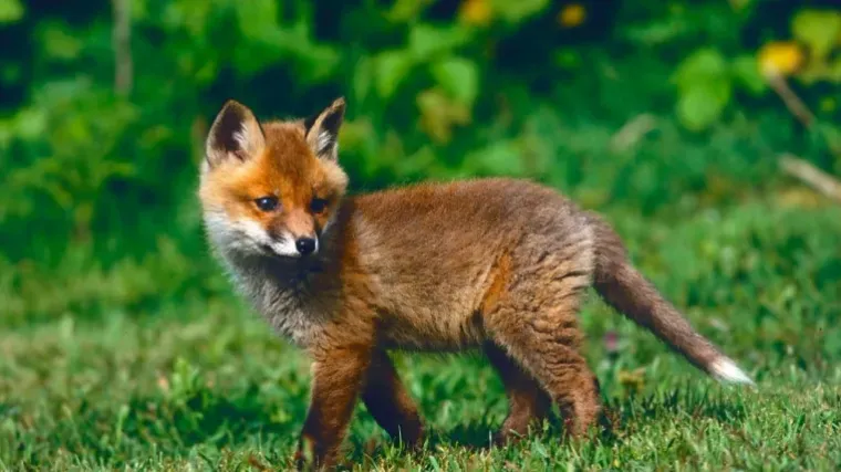 [KVIZ] Ne trebaš biti genijalac da prepoznaš ove divlje životinje