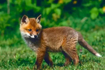 [KVIZ] Ne trebaš biti genijalac da prepoznaš ove divlje životinje