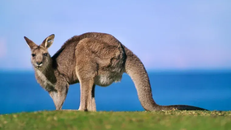 [KVIZ] Koliko znate o Australiji?