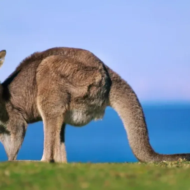 [KVIZ] Koliko znate o Australiji?