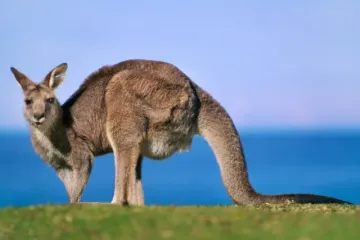 [KVIZ] Koliko znate o Australiji?