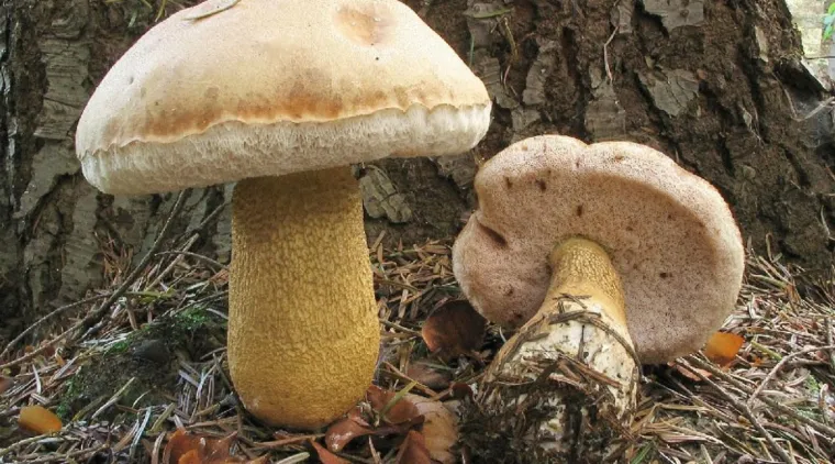 Pravi kralj šume i specijalitet na tanjuru: Šest recepata zadovoljit će svakog gurmana