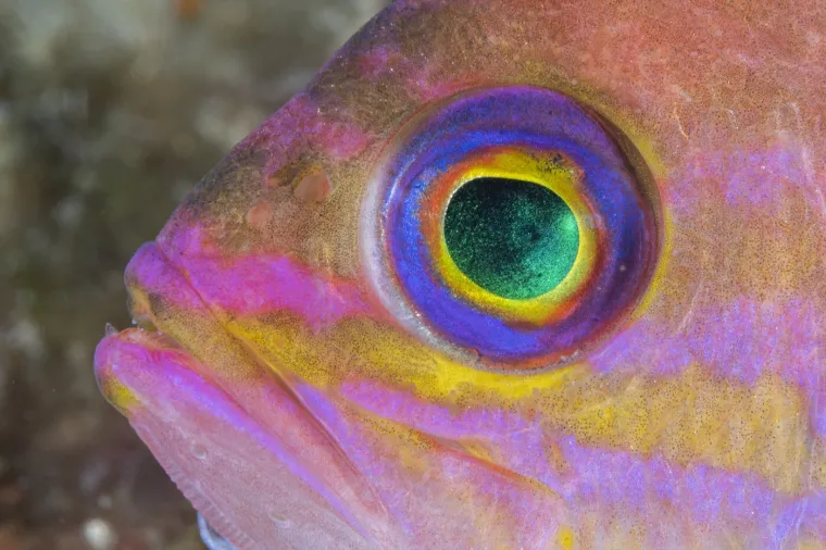 Mir u svakoj kaleti: 'Drugi otoci imaju satove, mi sunce. Vrijeme ne mjerimo, živimo ga'