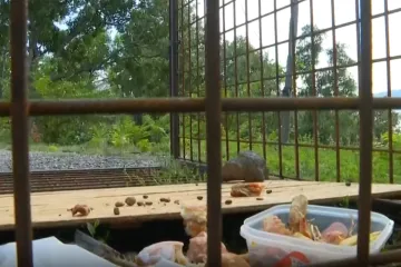Potraga za medvjedom kod Senja: Klopka je postavljena, ali ju medo izbjegava
