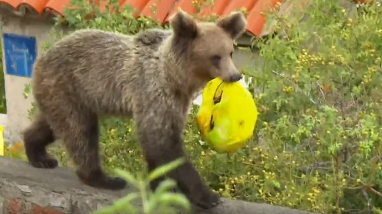 Medvjed u Senju i dalje na slobodi: Klopka spremna, ali njega više interesira nešto drugo