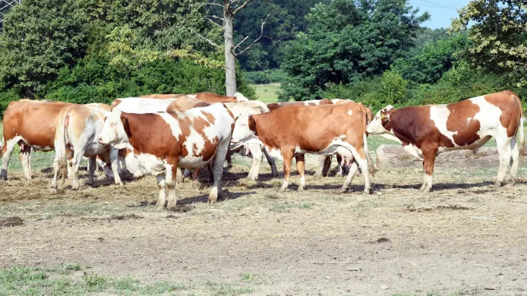 Uznemirujući podaci: Više od polovice testiranih uzoraka pozitivno na bedrenicu, epidemija se širi