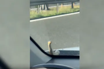Šok na A1: Zmija izgmizala iz haube i našla se oči u oči s vozačem