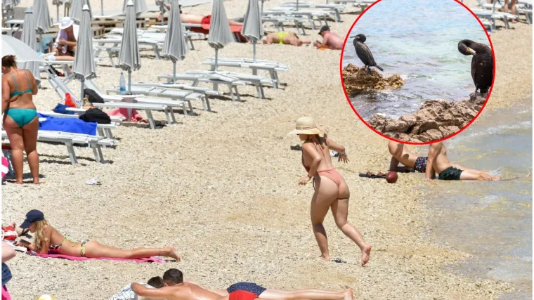 Sa sinom kamenovao kormorana i šokirao nemilim prizorom: 'Divan primjer dajete djeci'