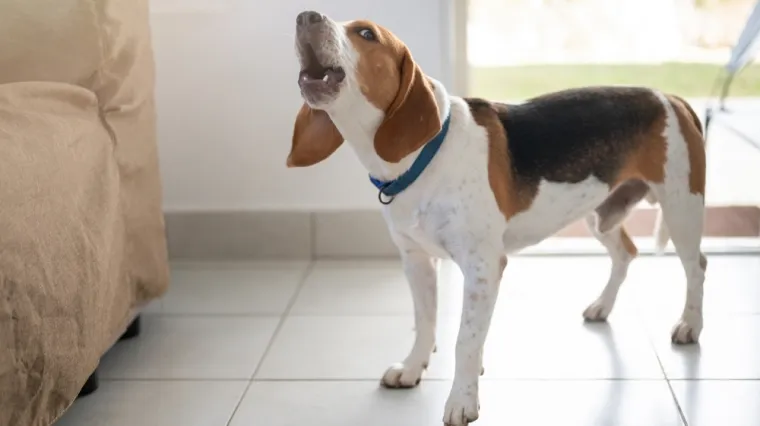 Trenerica pasa savjetuje: Ovo je učinkovito da odvratite psa od lajanja na zvukove izvana