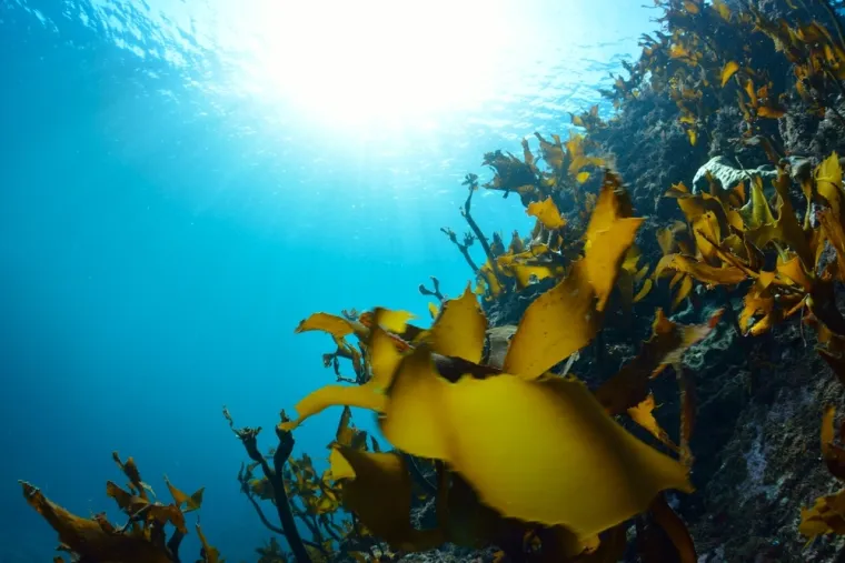 Stručnjak napominje: Travnjak će ostati zelen ako vodi dodate ovaj prirodni sastojak