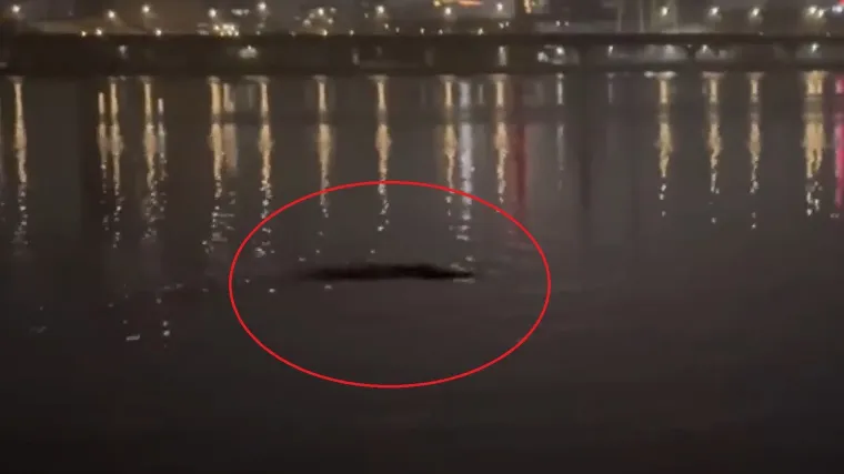 Ribiči ugledali misteriozno stvorenje u vodi, zabrinutim građanima se obratili stručnjaci