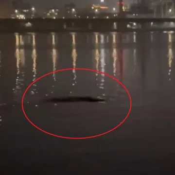 Ribiči ugledali misteriozno stvorenje u vodi, zabrinutim građanima se obratili stručnjaci
